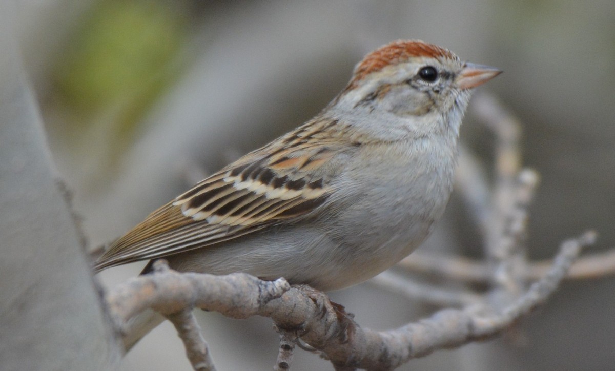 Chipping Sparrow - ML25390921