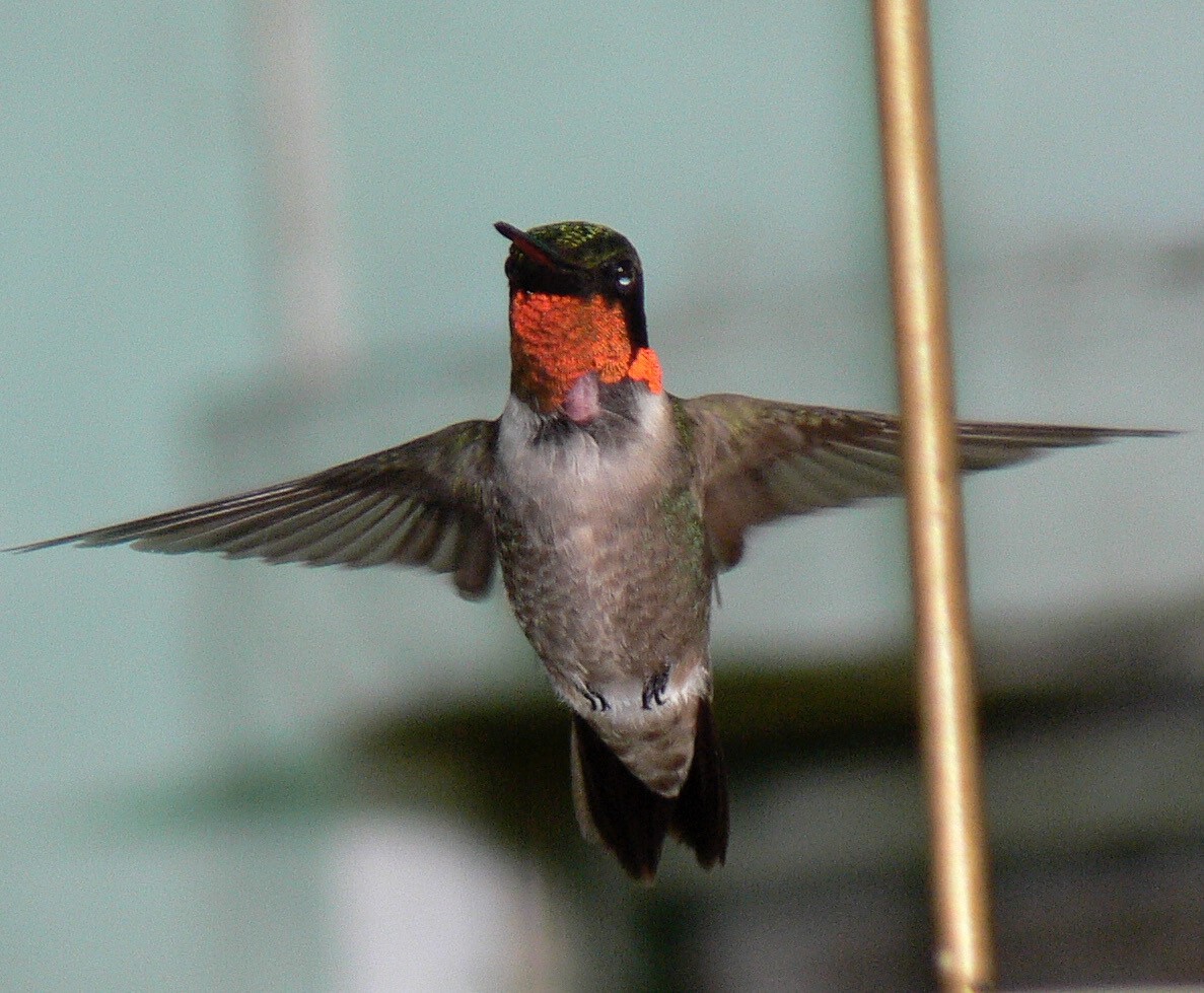 Ruby-throated Hummingbird - Rick Taylor