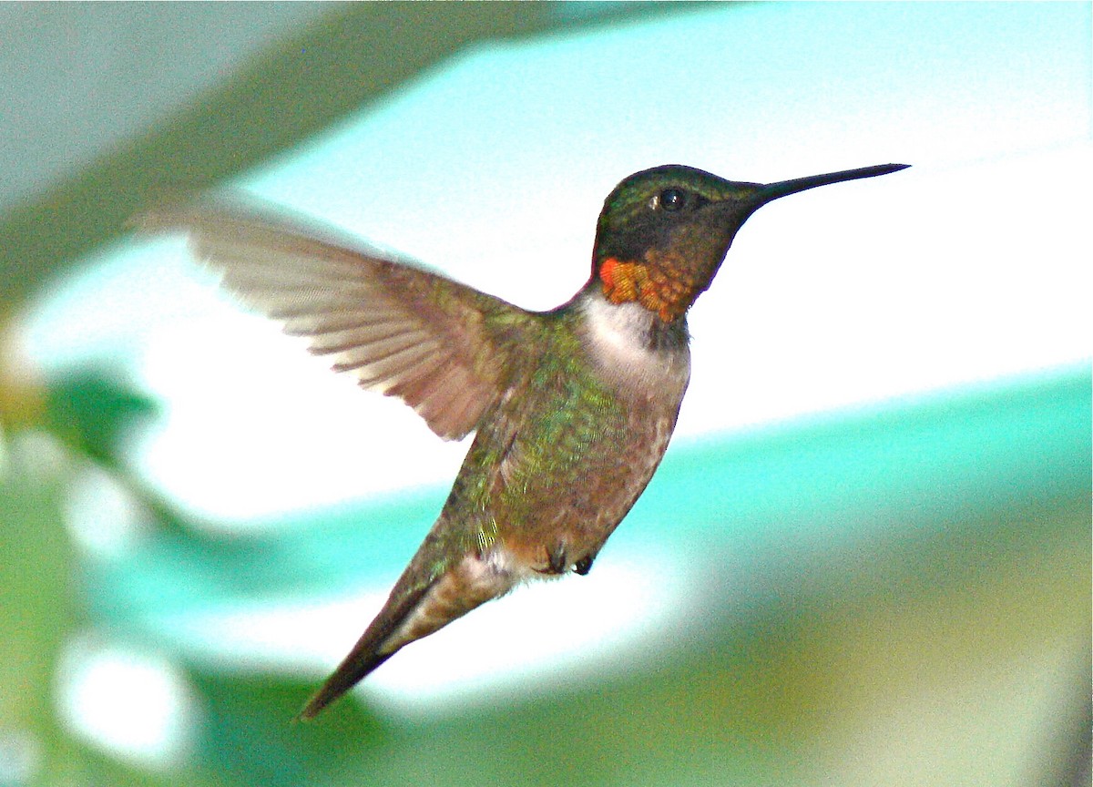 Ruby-throated Hummingbird - ML253910381