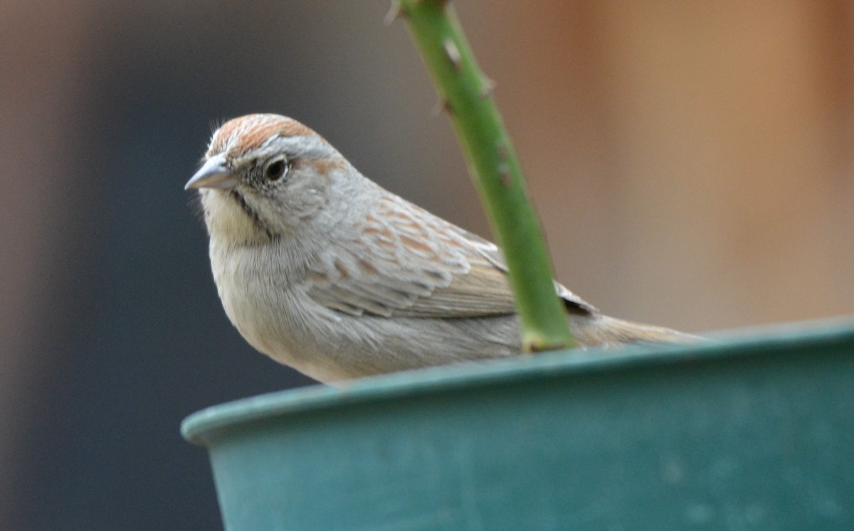 Rufous-crowned Sparrow - ML25391061