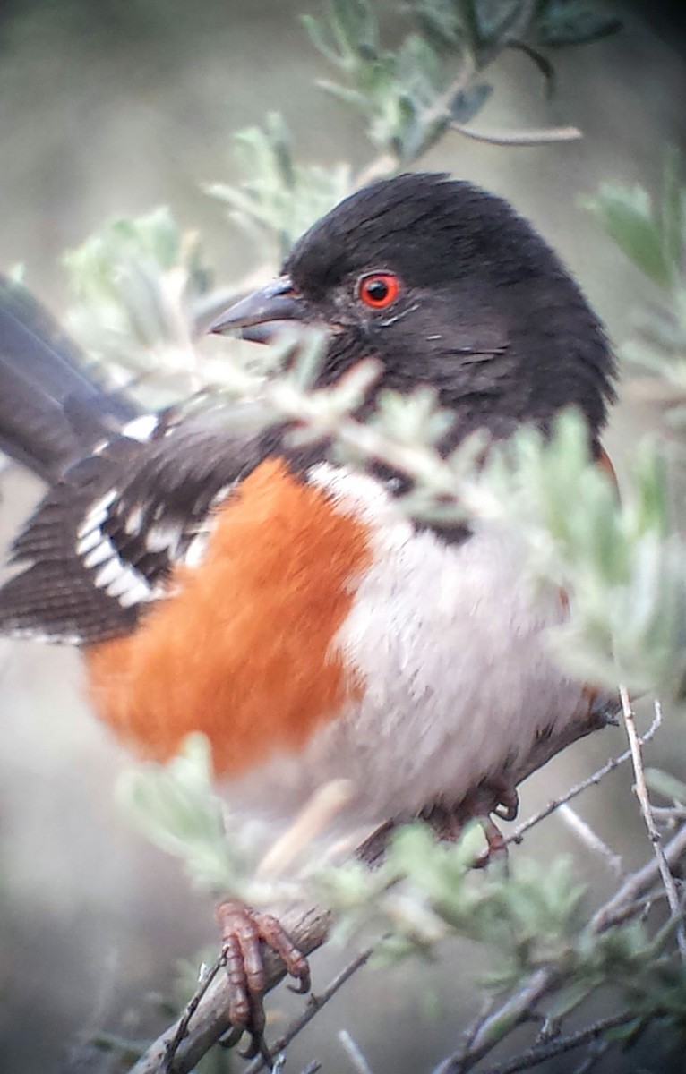 Spotted Towhee - ML25391851