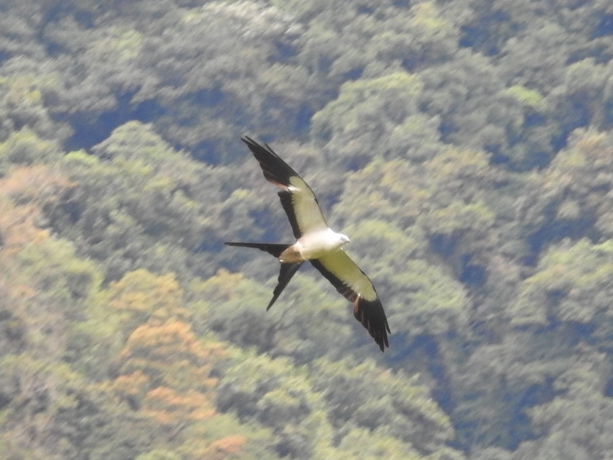Swallow-tailed Kite - ML253920011