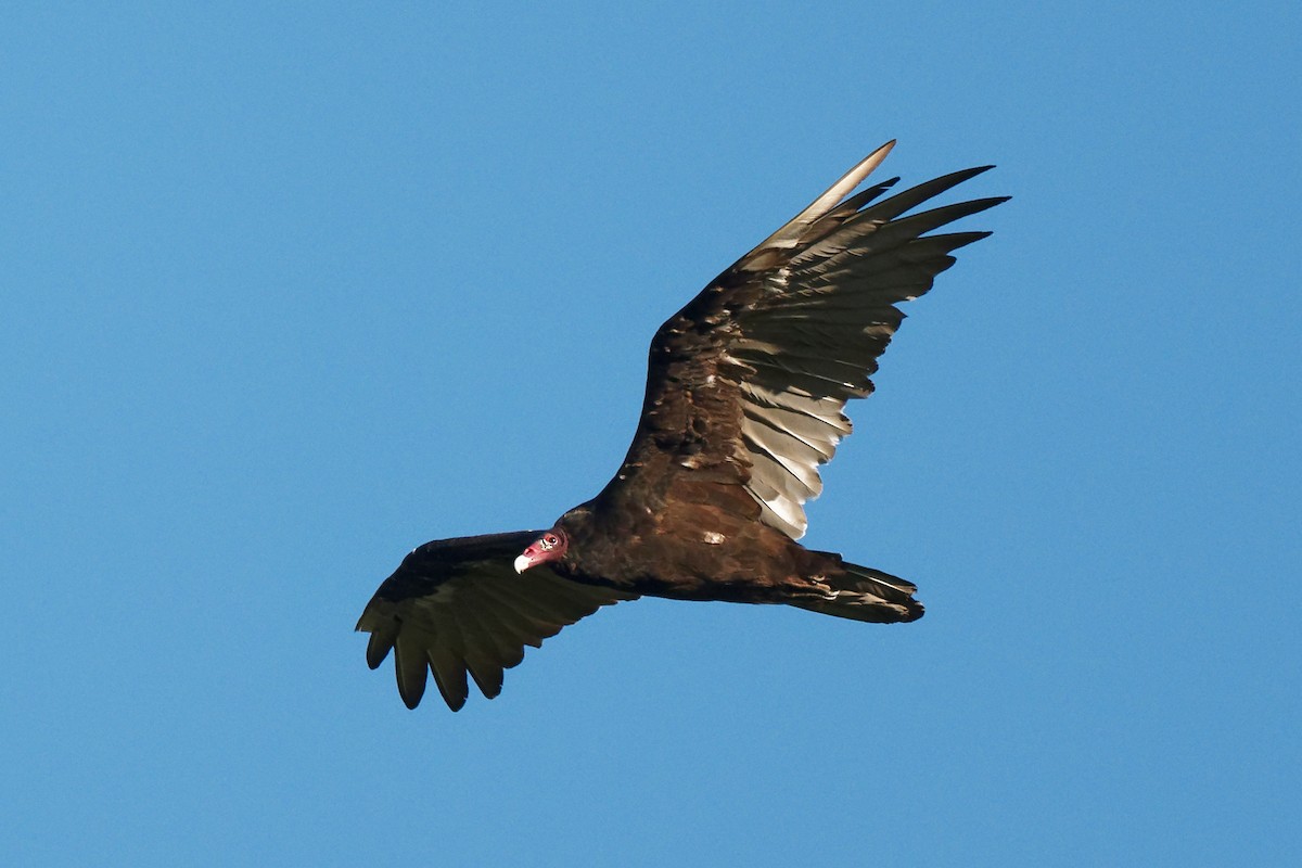 Turkey Vulture - Pierre Pesant