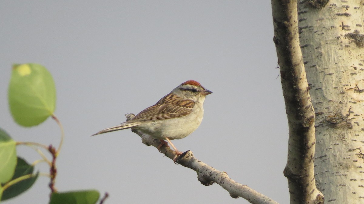 Chipping Sparrow - ML253924711