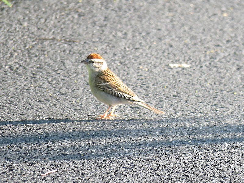 Chipping Sparrow - ML253927001