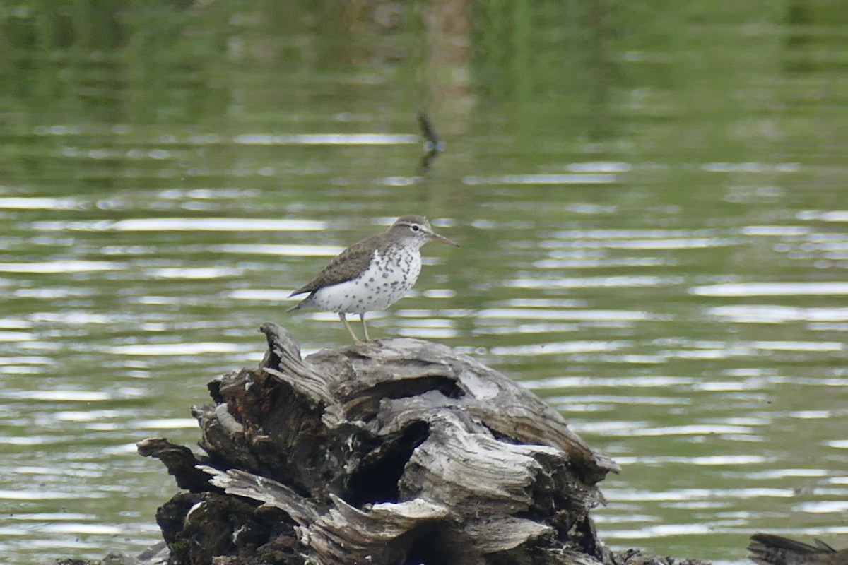 Spotted Sandpiper - Quentin Brown