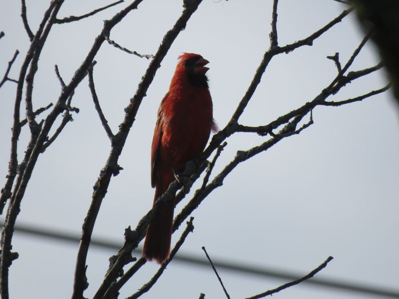 Cardinal rouge - ML253928261