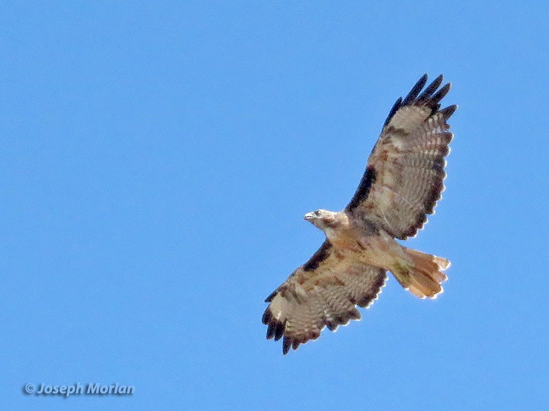 Red-tailed Hawk - ML253929281