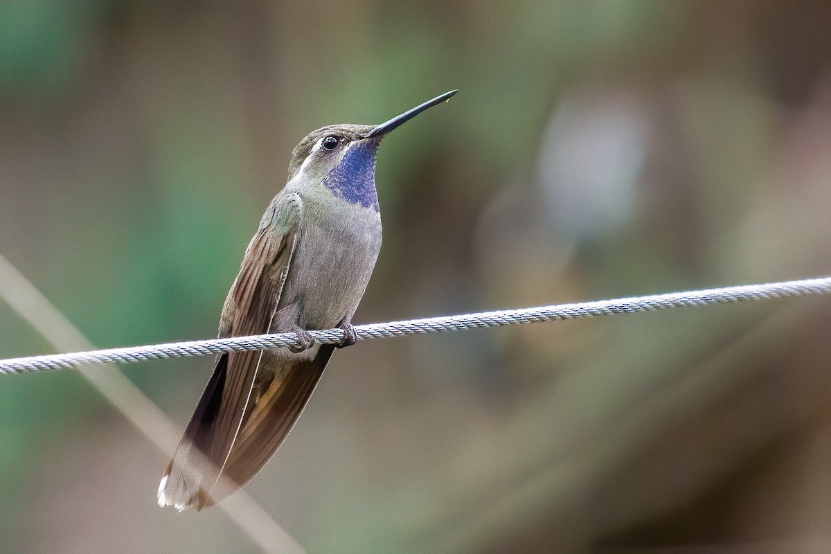 Blue-throated Mountain-gem - Aaron Gomperts