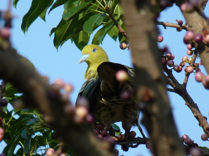 White-bellied Green-Pigeon - ML253932791