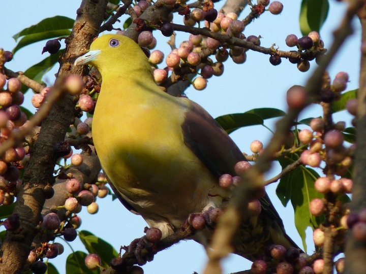 White-bellied Green-Pigeon - ML253932801