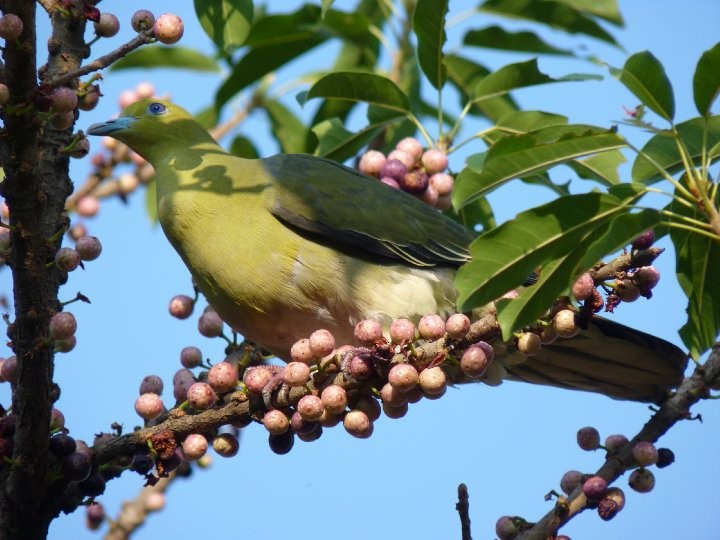 White-bellied Green-Pigeon - ML253932831