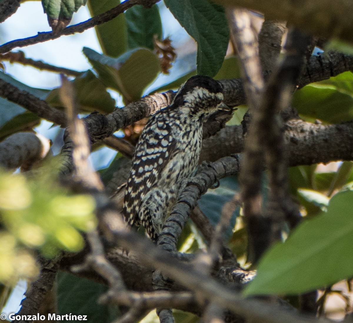 Checkered Woodpecker - Gonzalo Martínez
