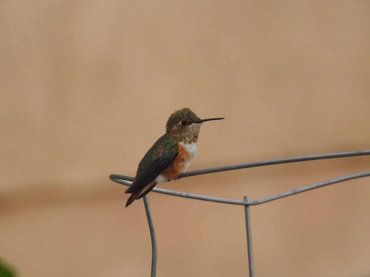 Rufous Hummingbird - ML253941361