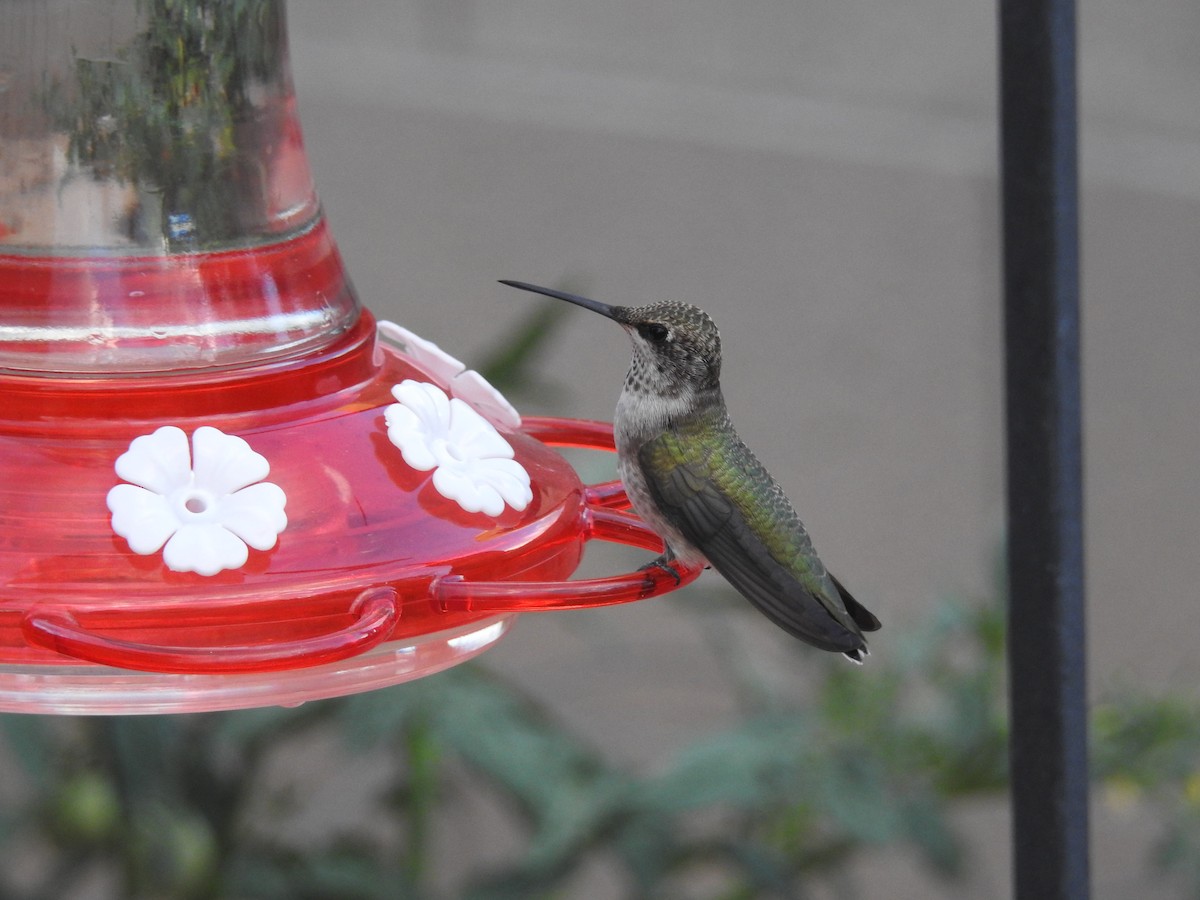 Black-chinned Hummingbird - ML253942081