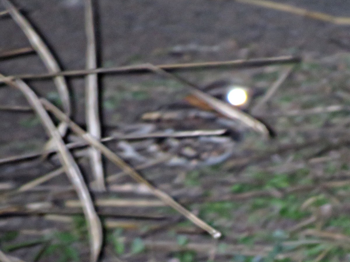 Scissor-tailed Nightjar - ML253944131