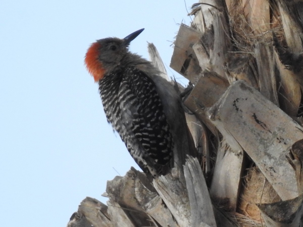 Red-bellied Woodpecker - ML253944901