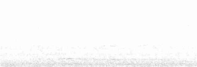 rosela žlutobřichá - ML253952381