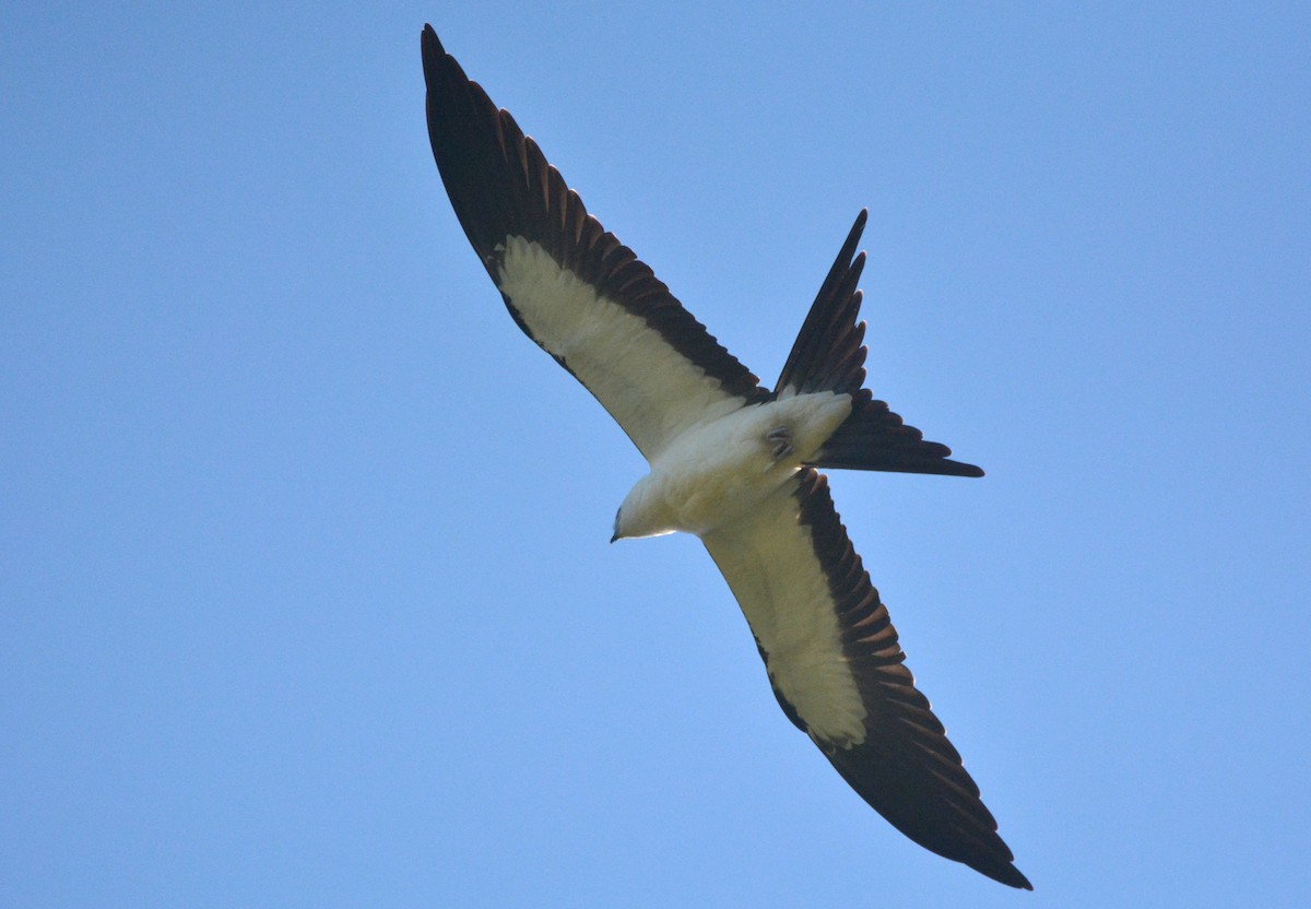 Swallow-tailed Kite - ML253954751