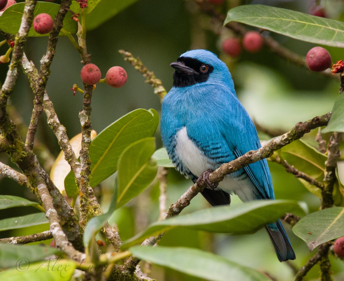 Swallow Tanager - ML253960501