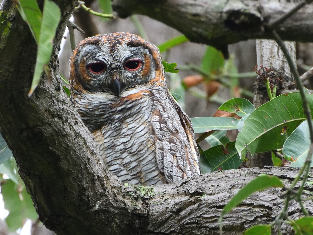 Mottled Wood-Owl - ML253970041