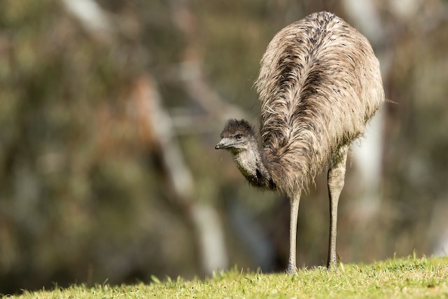 Emu Ebird