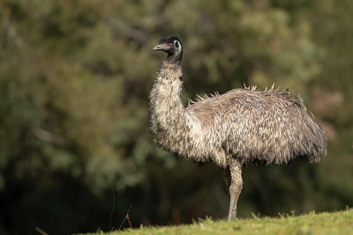 emu hnědý - ML253971681