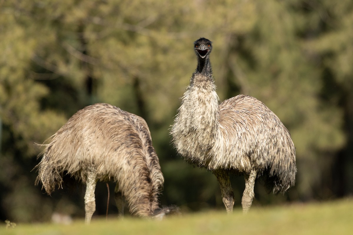 Emu - David Irving