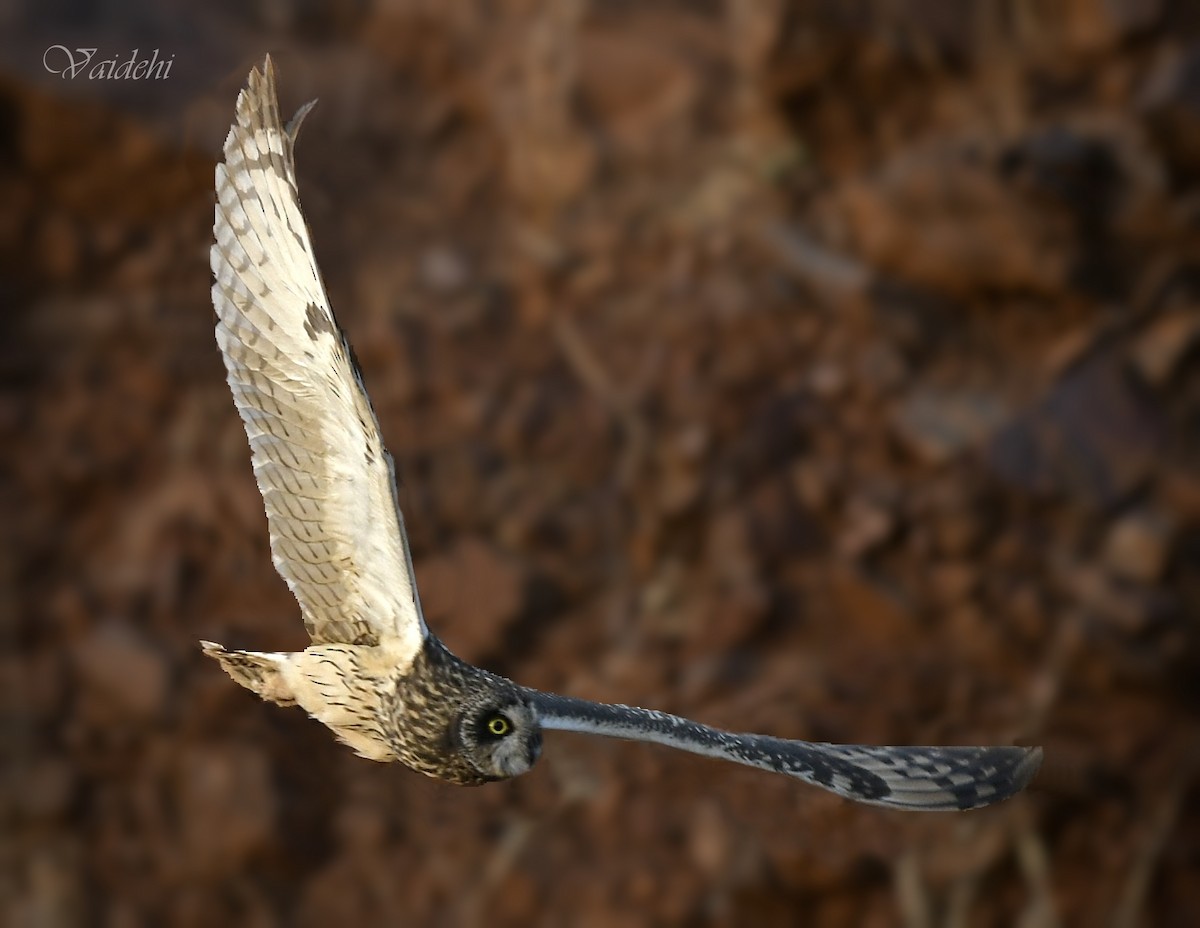 Short-eared Owl - ML253974551