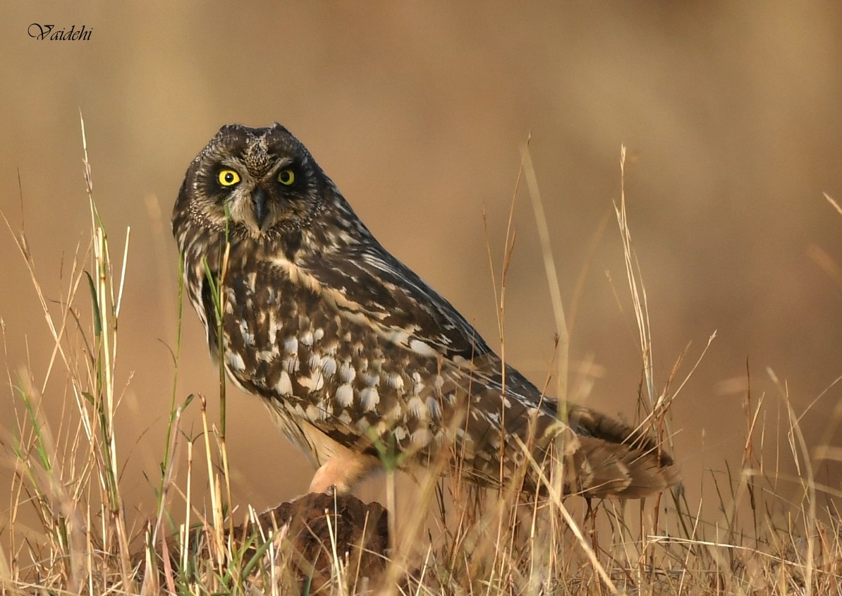 Short-eared Owl - ML253974581