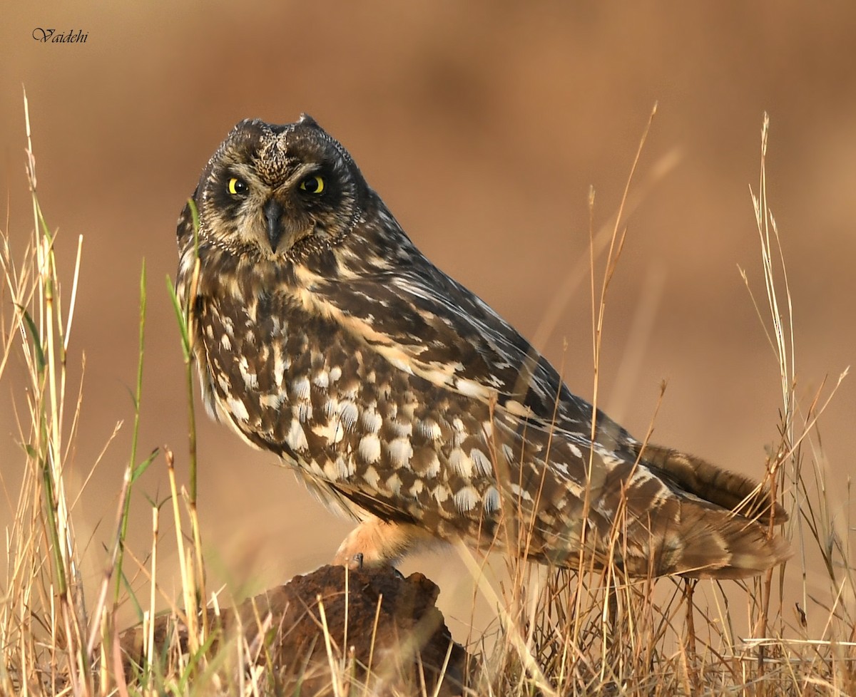 Short-eared Owl - Vaidehi  Gunjal