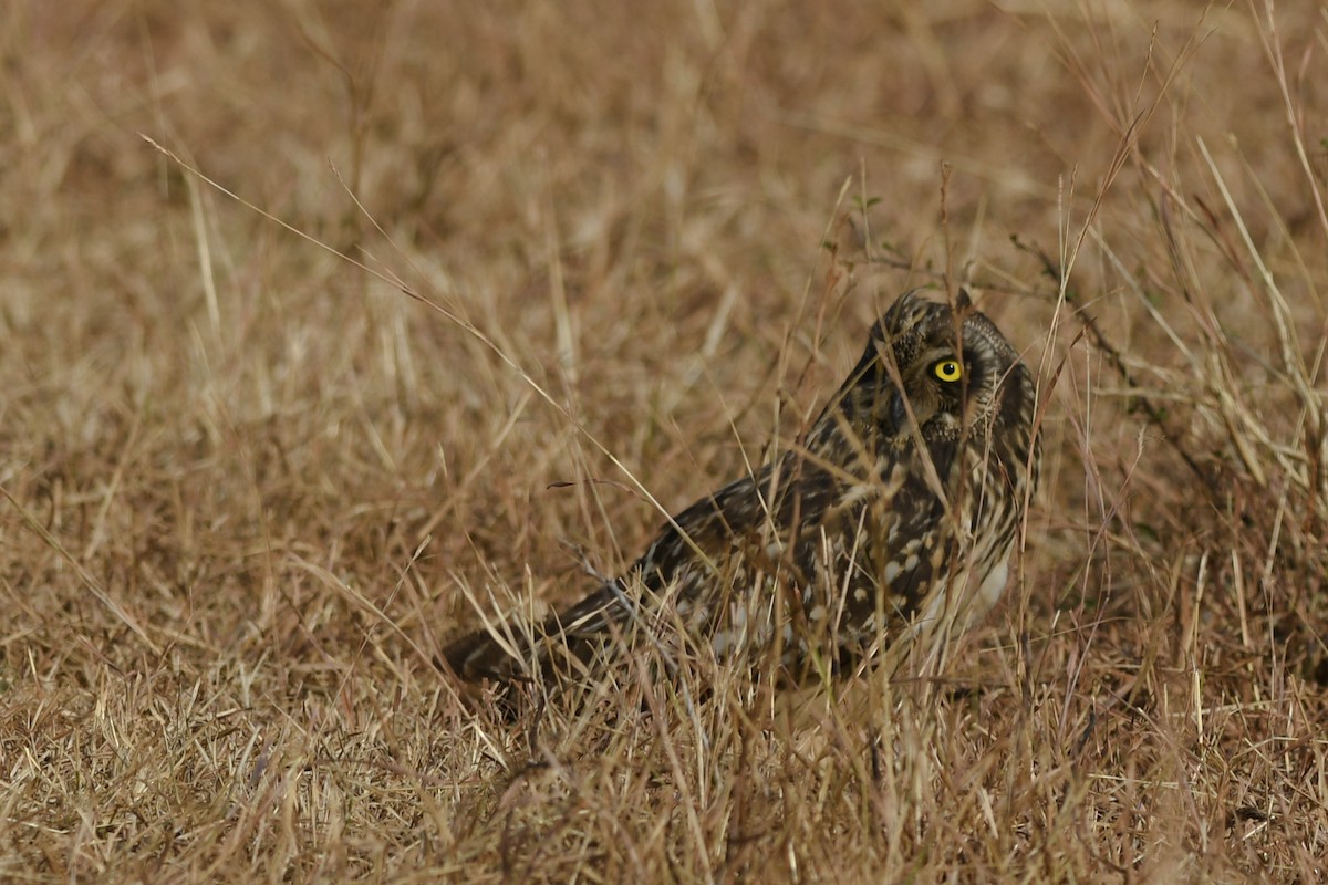 Short-eared Owl - ML253974911