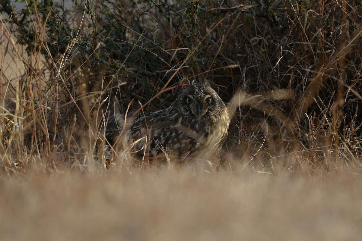 Short-eared Owl - Vaidehi  Gunjal
