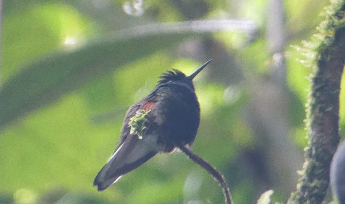 Black-bellied Hummingbird - Roberto  Garrigues
