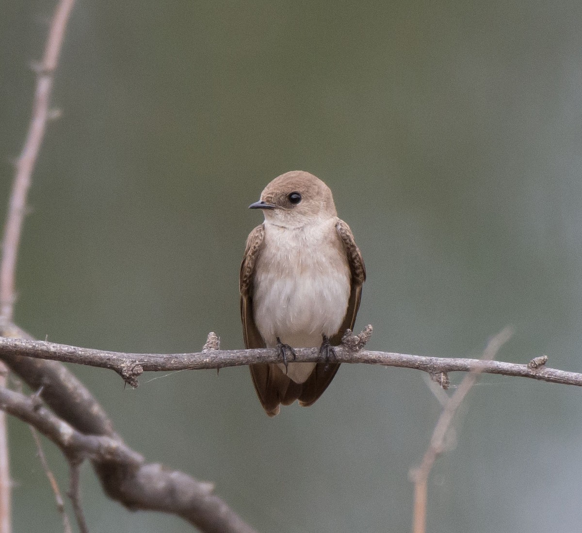 Northern Rough-winged Swallow - ML25398161