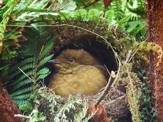  - Crested Satinbird - 
