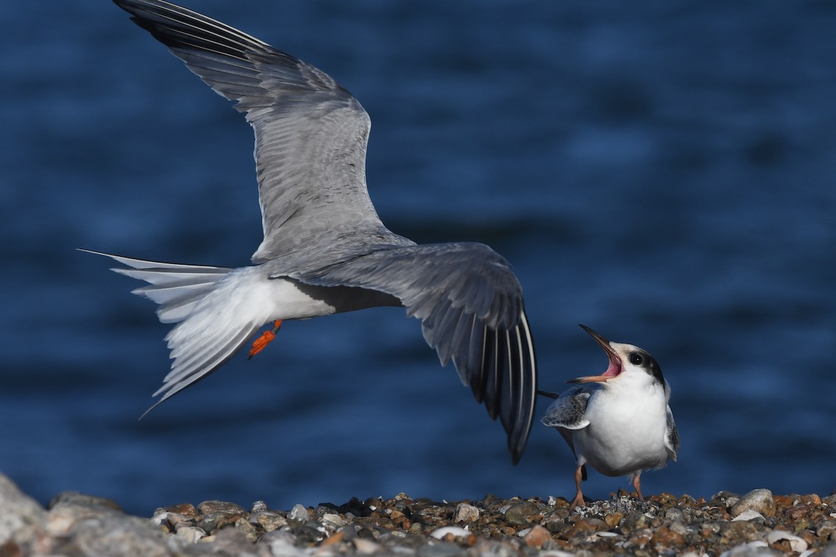 Common Tern - Mike Sylvia