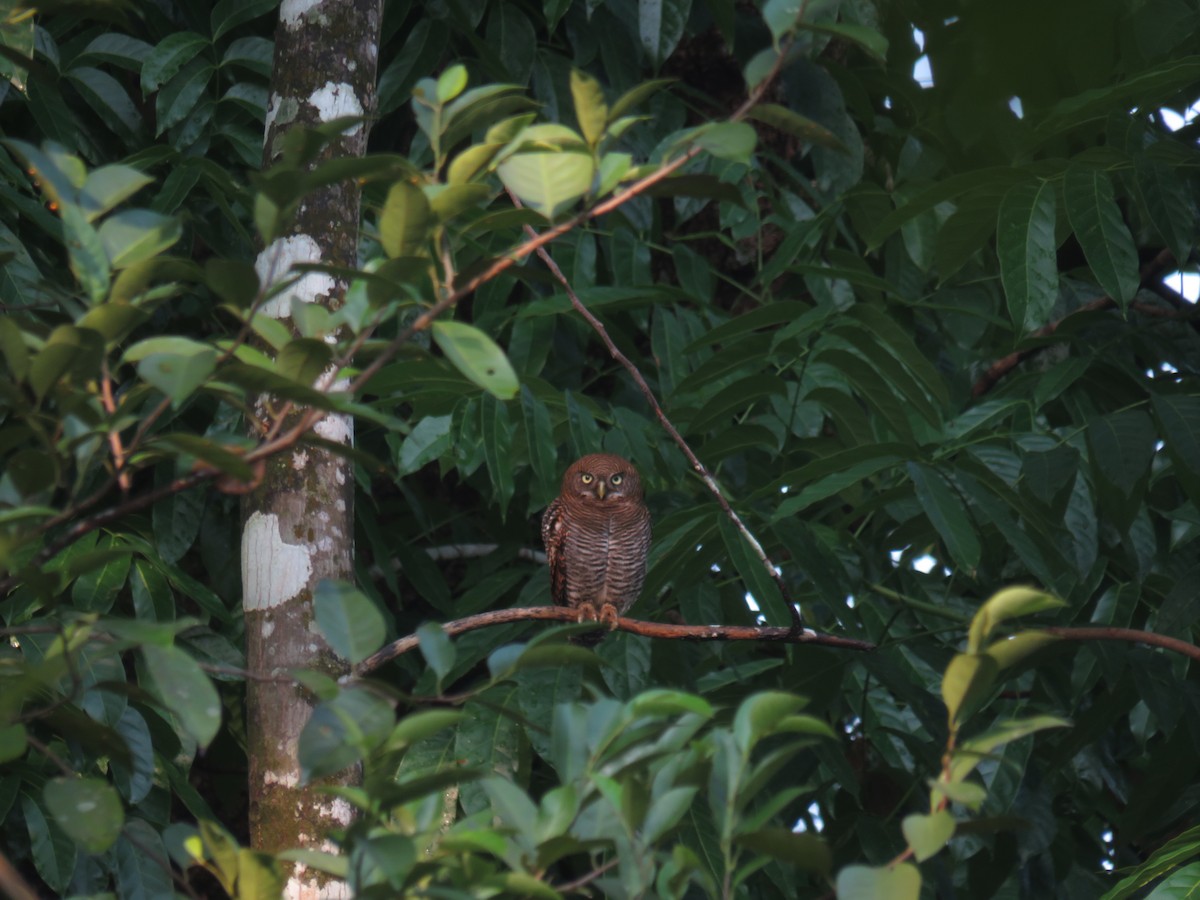 Jungle Owlet - George Kuriakose  Basil