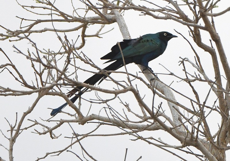 Long-tailed Glossy Starling - ML253987601
