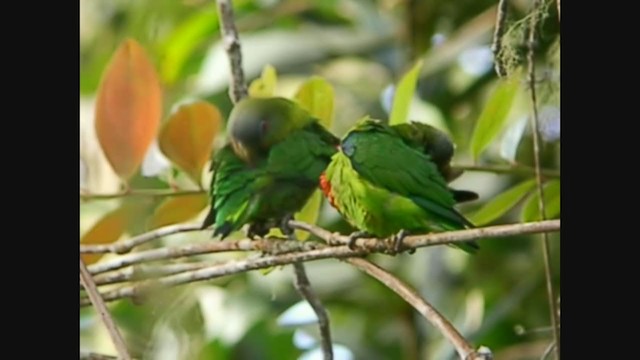 Blue-fronted Parrotlet - ML253987931