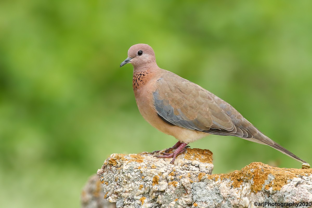 Laughing Dove - ML253993221