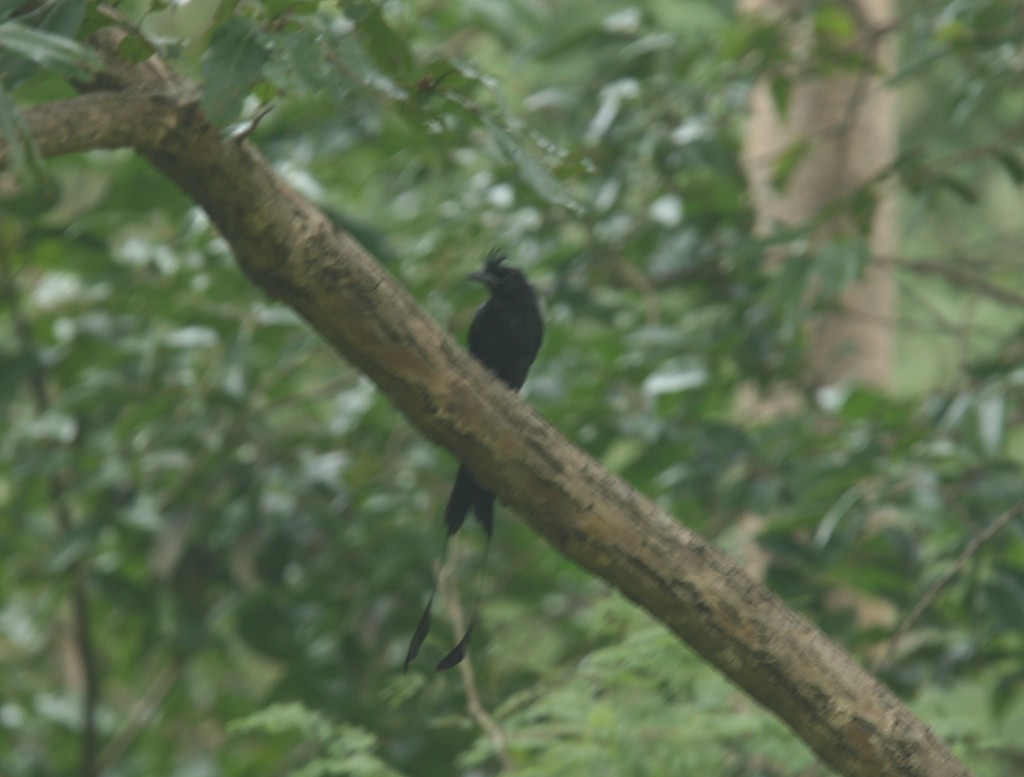 Greater Racket-tailed Drongo - ML253998111