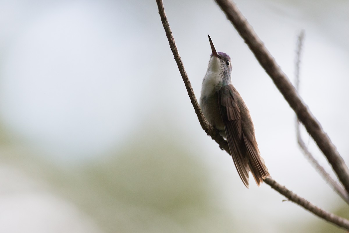 Azure-crowned Hummingbird - ML25400771