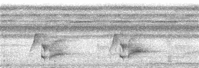 blåkronemanakin (coronata gr.) - ML254009401