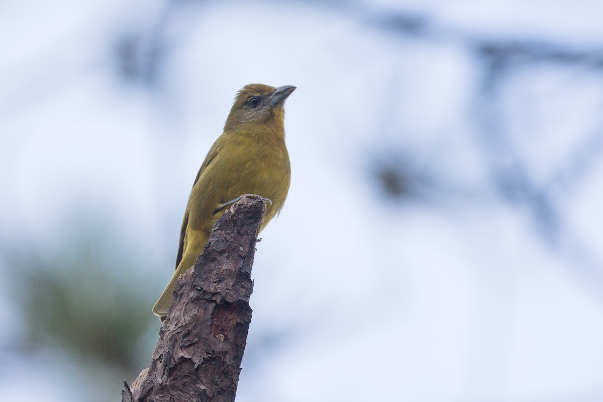 Hepatic Tanager (Northern) - ML25401141