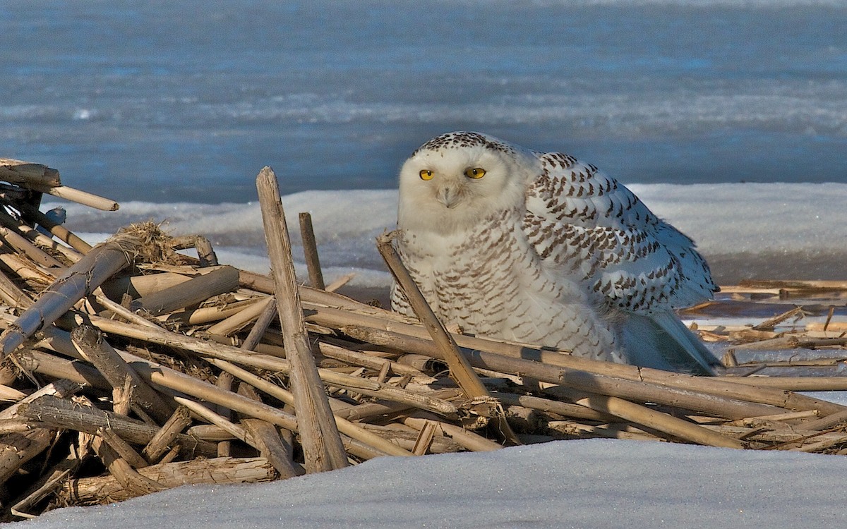 Snowy Owl - ML25401381