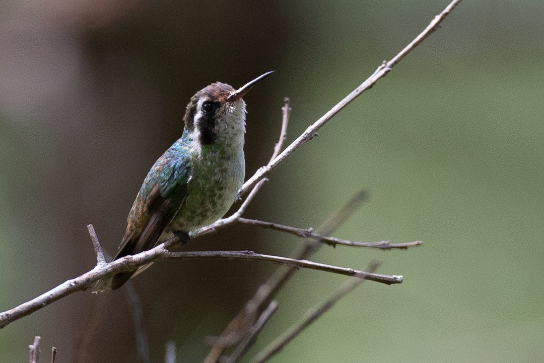 White-eared Hummingbird - ML25401571