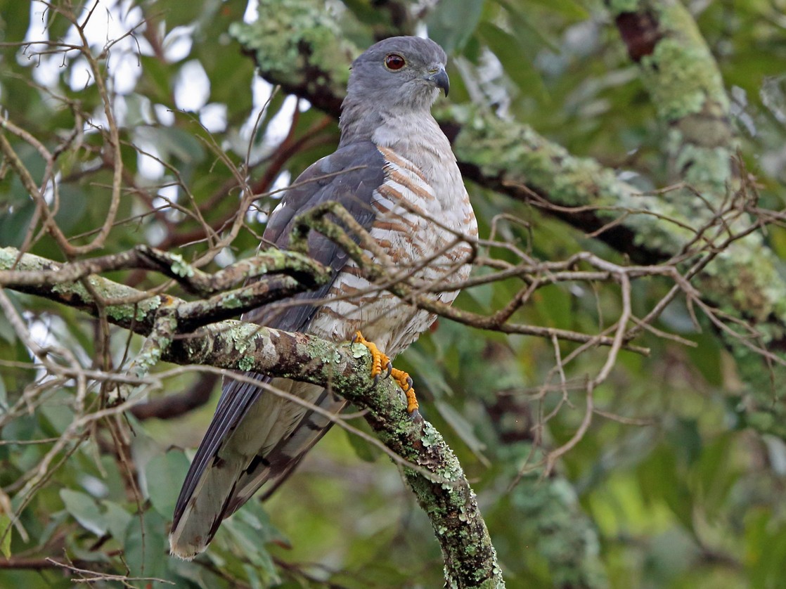 African Cuckoo-Hawk - Nigel Voaden