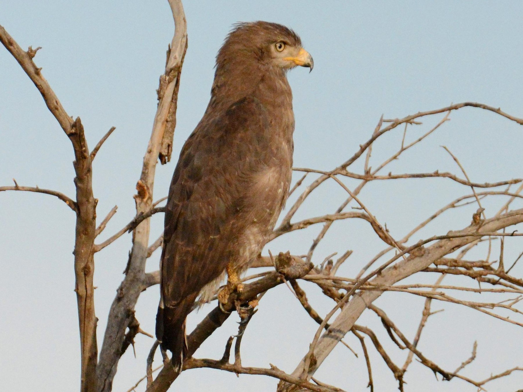 Banded Snake-Eagle - Kyle Kittelberger