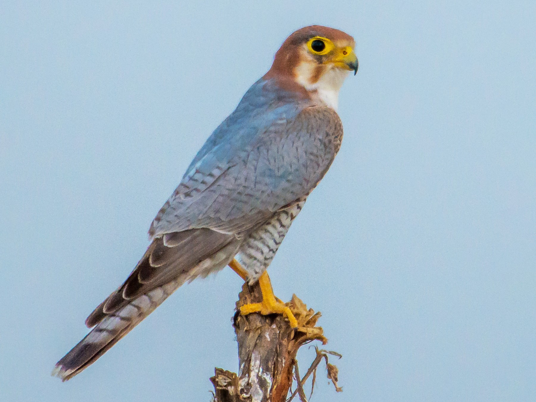 Red-necked Falcon - Arunava Bhattacharjee